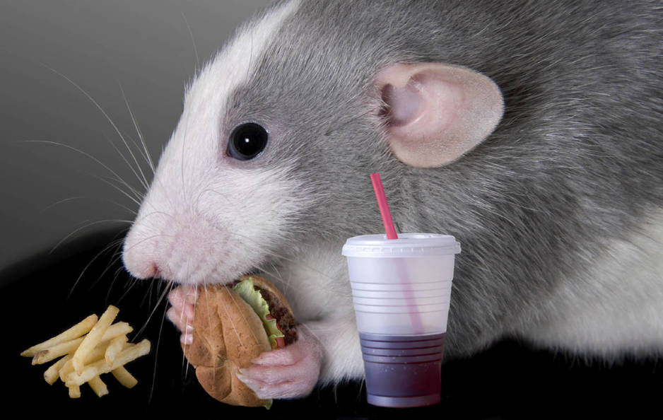 a-baby-dumbo-rat-is-eating-a-fast-food-meal