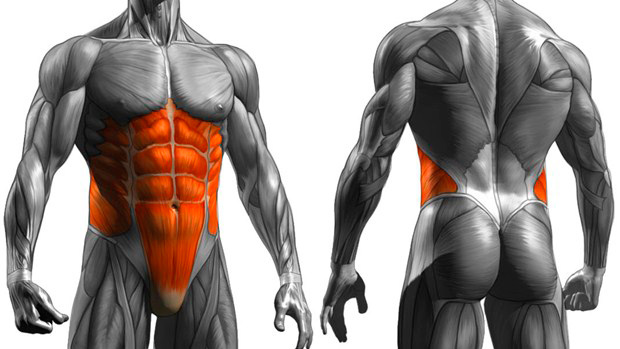 Vientre plano: Pierde el miedo a la sala de musculación y entrena más  eficazmente tu abdomen